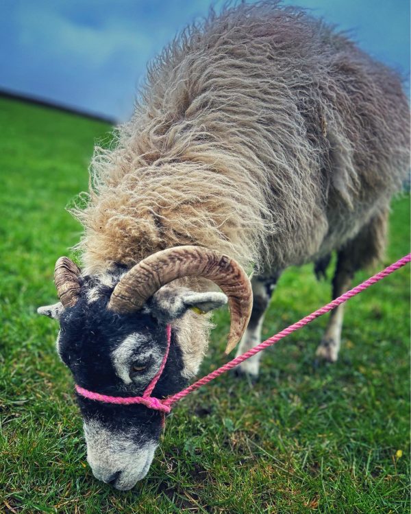 Sheep in pink halter