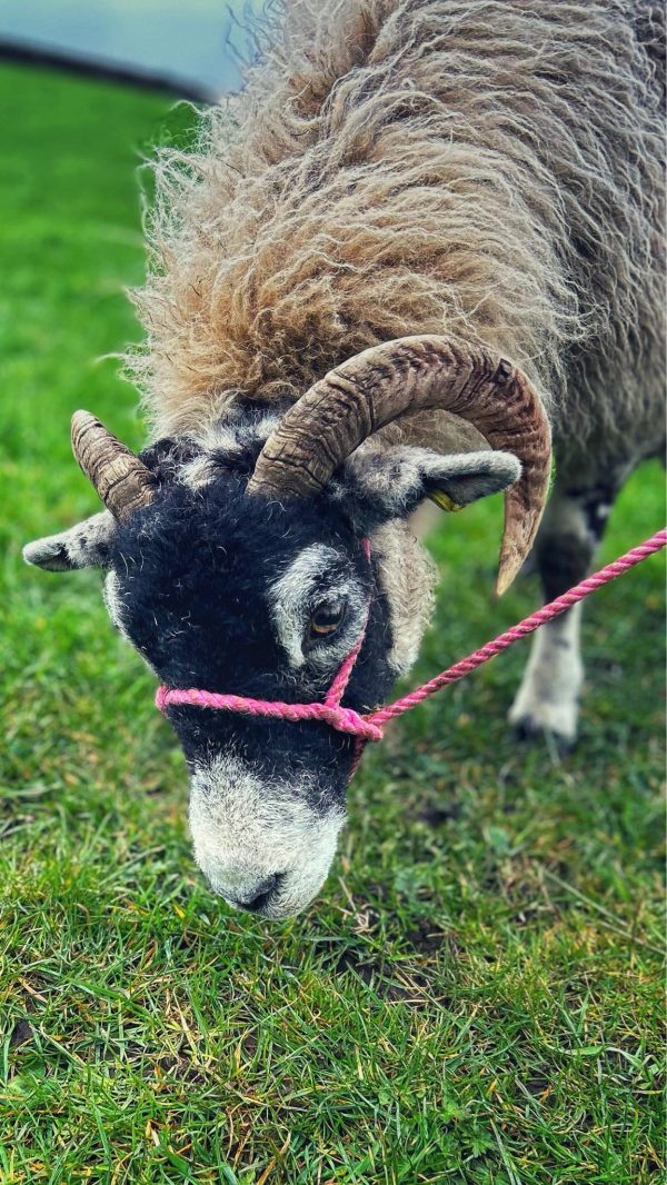 Sheep in pink halter